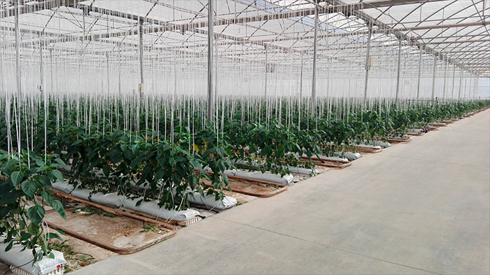 IRRIGATION SYSTEM IN A GREENHOUSE. Campo de Cartagena, Spain