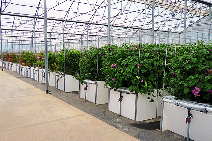 SEED PRODUCTION GREENHOUSE. Ministry of Agriculture, Ecuador